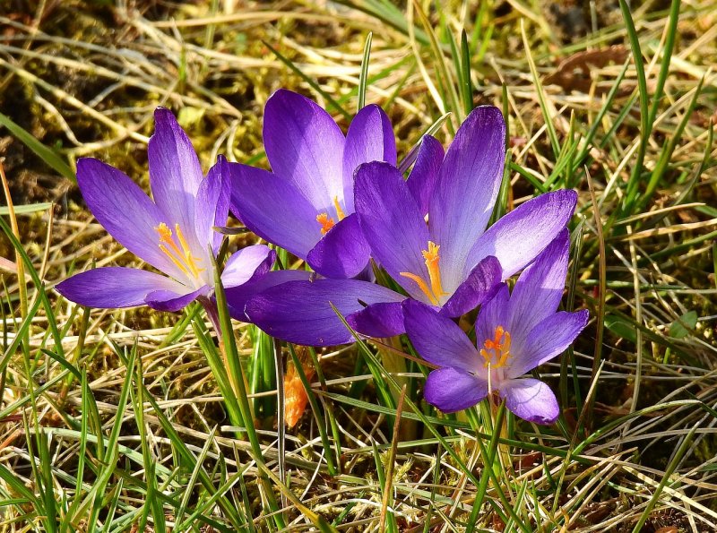 Шафран прекрасный (Crocus speciosus)