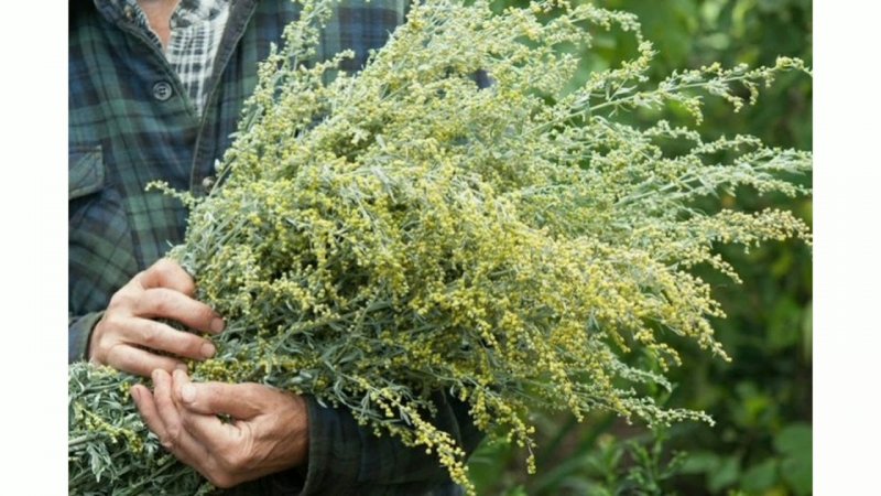 Полынь-абротан(Artemisia abrotanum)."Божье дерево"