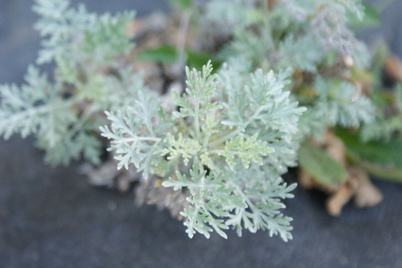 Полынь горькая Artemisia absinthium l.