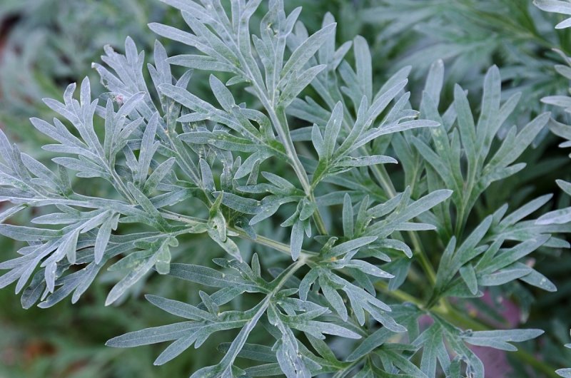 Artemisia Montana Полынь