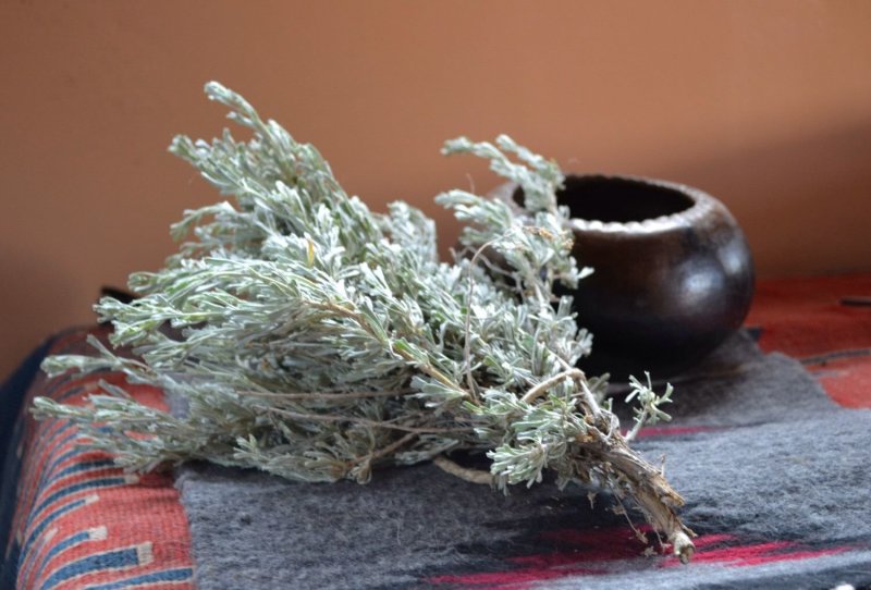 Artemisia abrotanum