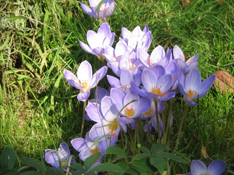 Крокус Crocus speciosus