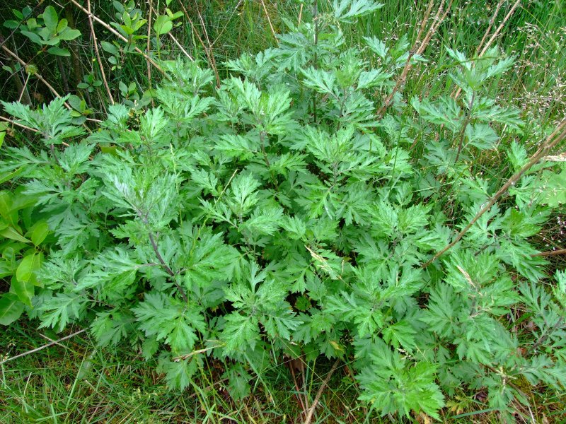 Полынь обыкновенная (Artemisia vulgaris)