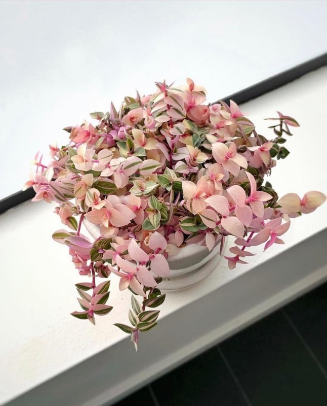 Callisia repens каллизия ползучая