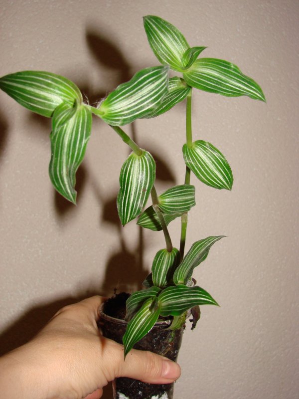 Callisia repens 'Turtle'