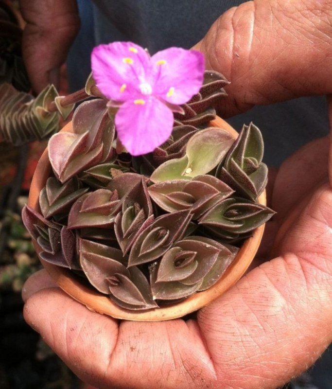 Традесканция «Callisia repens»