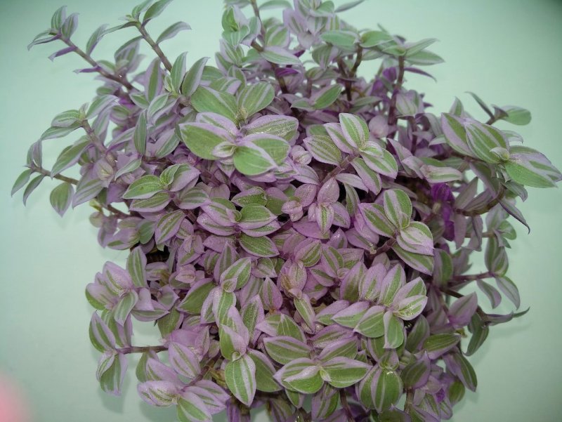 Каллизия repens Gold