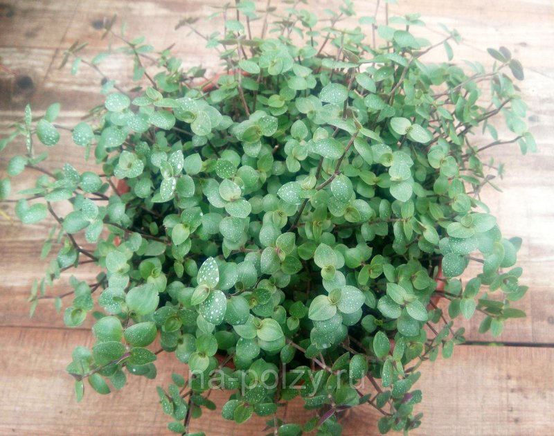 Традесканция «Callisia repens»