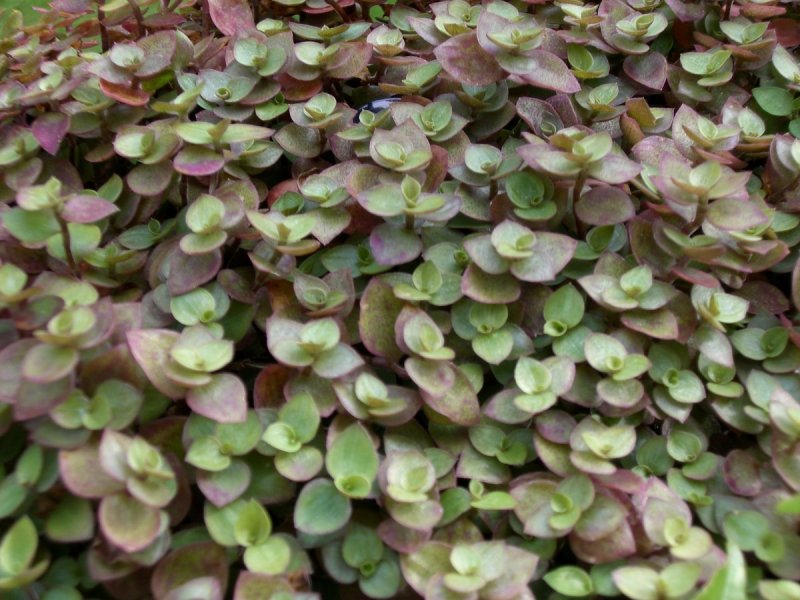 Callisia repens каллизия ползучая
