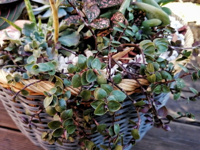 Каллизия изящная Callisia elegans