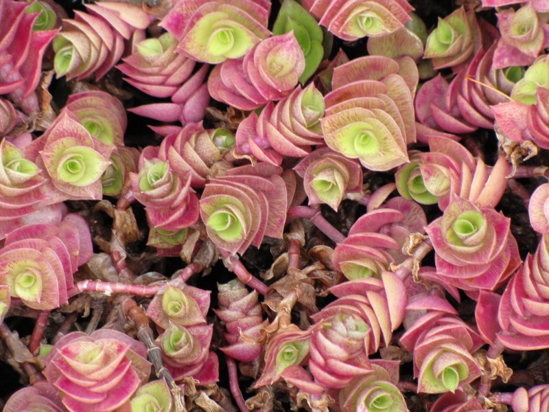 Традесканция «Callisia repens»