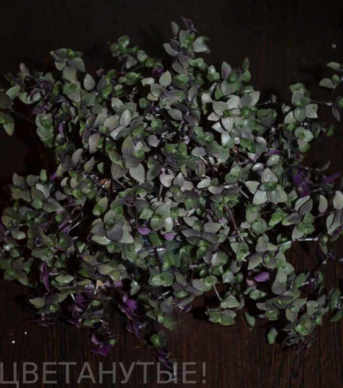 Каллизия изящная Callisia elegans