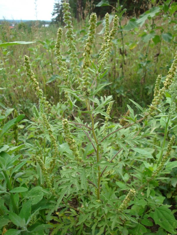 Амброзия полыннолистная Ambrosia artemisiifolia