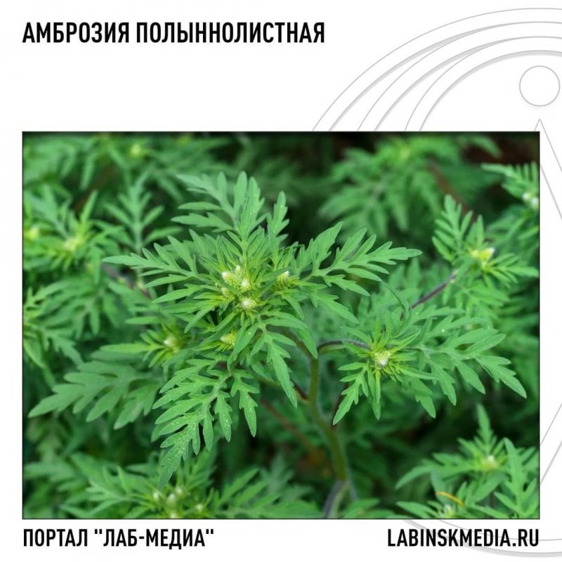 Амброзия полыннолистная