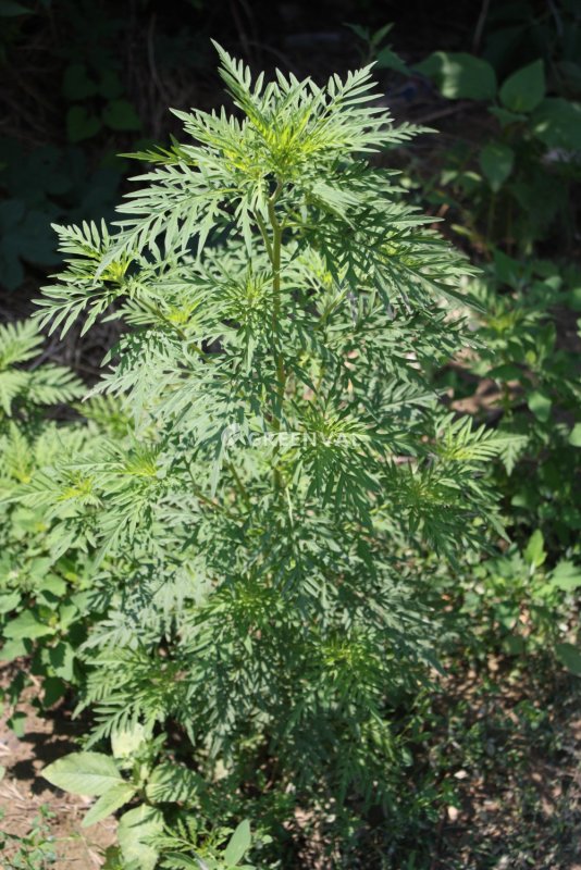 Кубанская амброзия