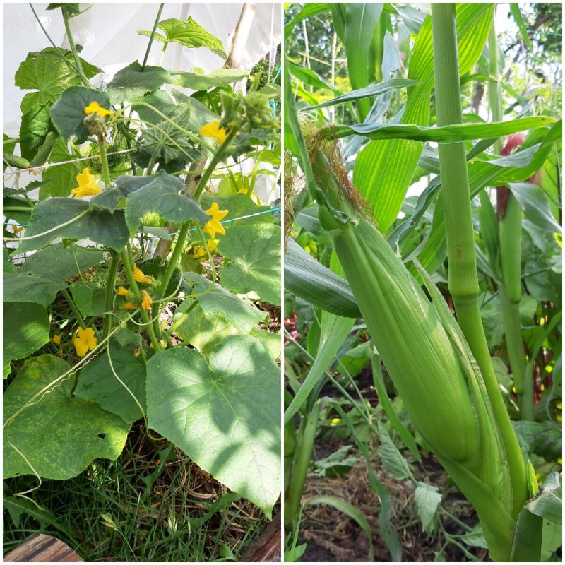 Огурцы по кукурузе