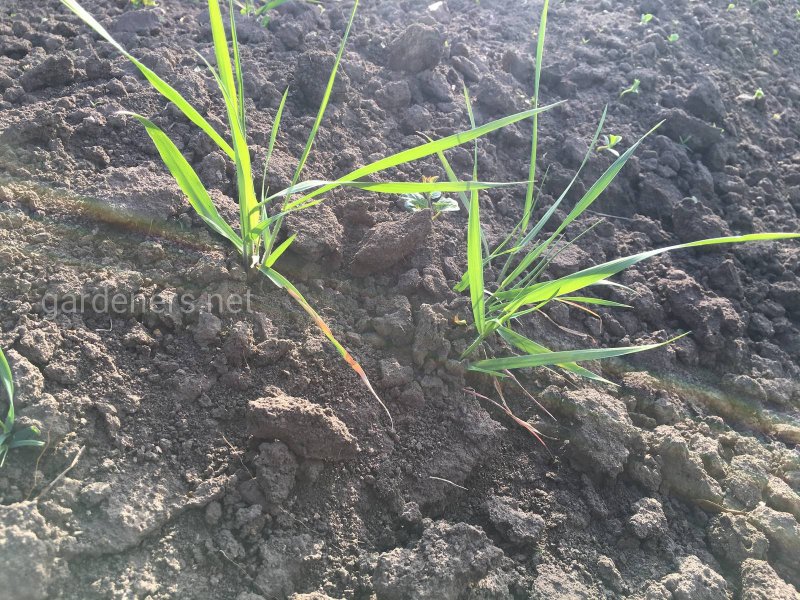 Пырей ползучий (Elytrigia repens)