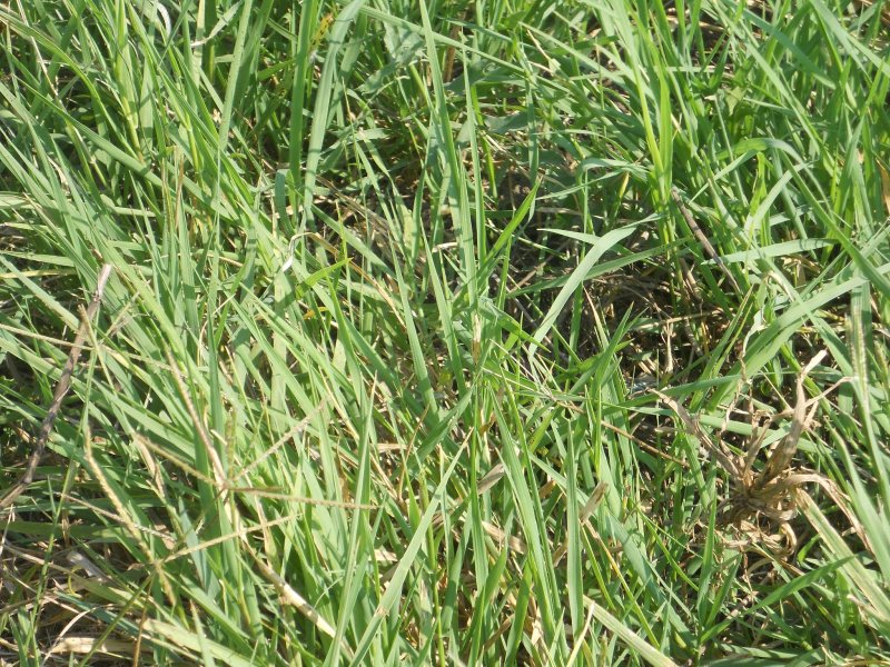 Пырей ползучий (Elytrigia repens)