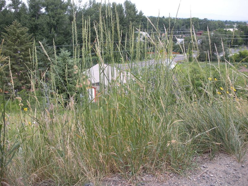 Пырейник (Elytrigia repens)