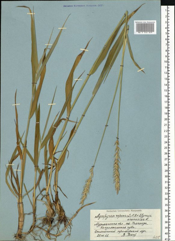 Agropyrum repens (l.) р. в
