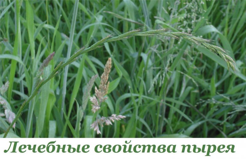 Пырей ползучий Elytrígia répens