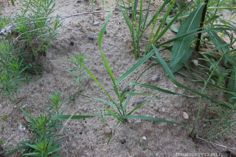 Пырей ползучий (Elytrigia repens)