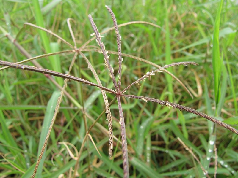 Пырей ползучий Agropyron repens