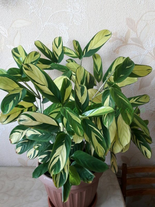 Ктенанта опушенная (Ctenanthe setosa)
