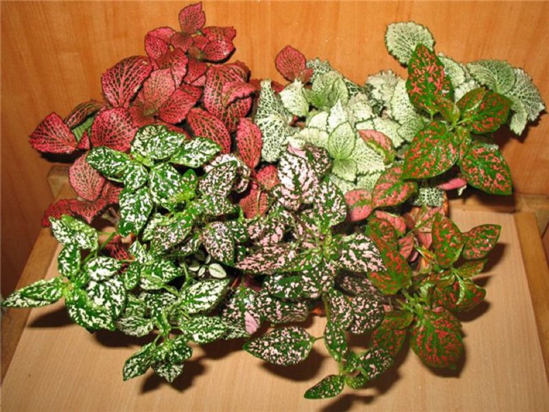 Hypoestes fittonia.