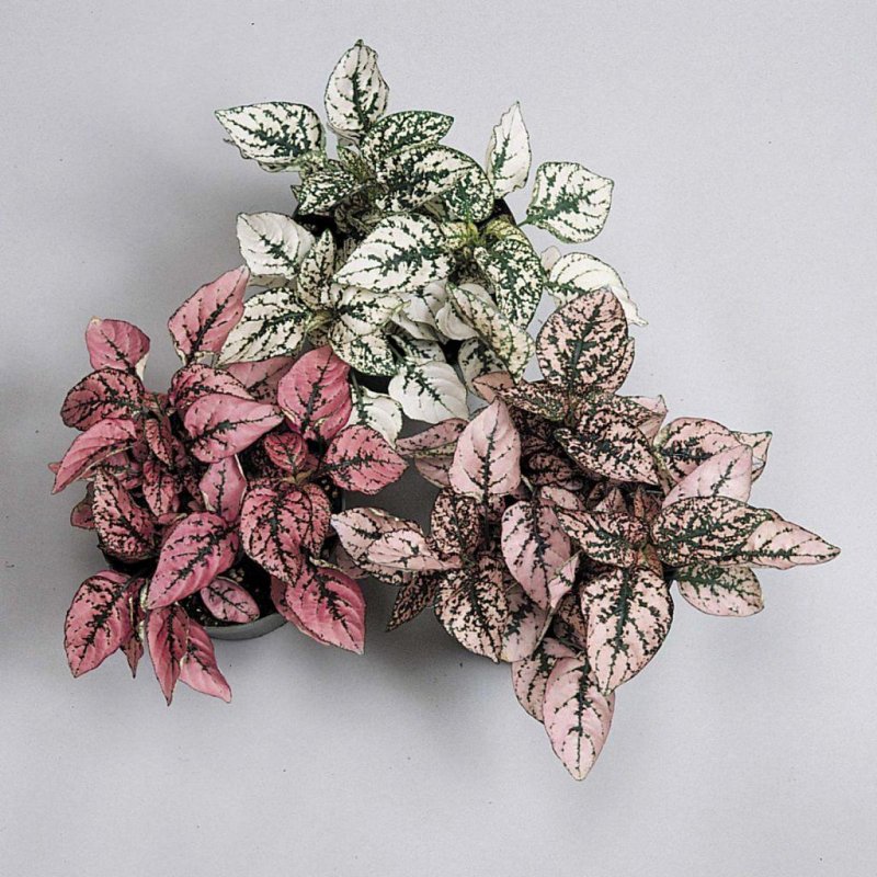 Hypoestes phyllostachya