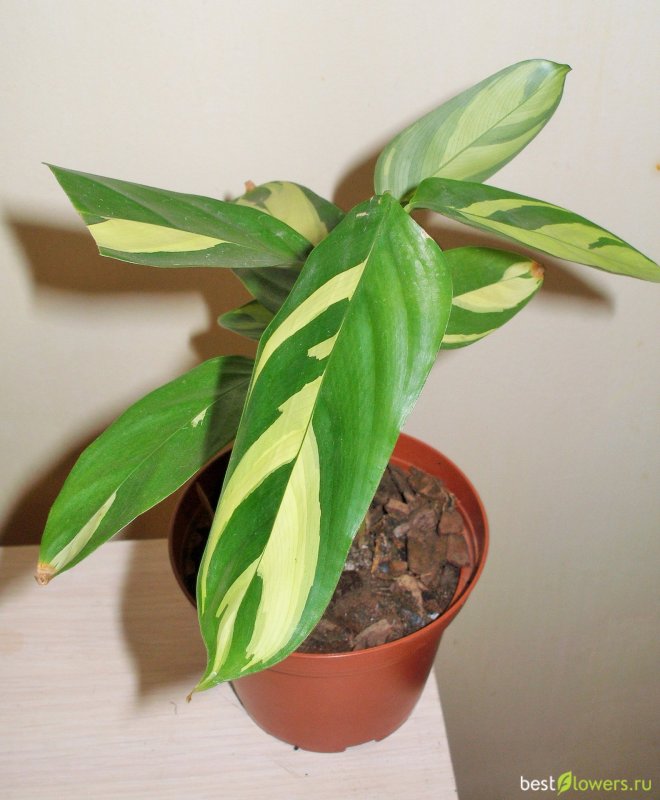 Калатея Лубберса (Calathea lubbersii)