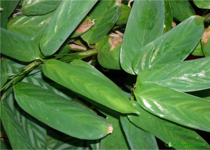 Калатея Ornata