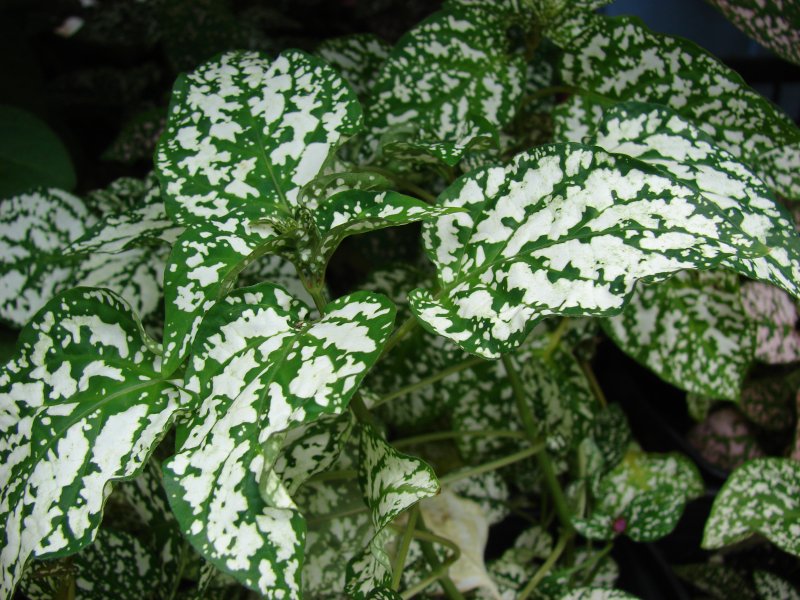 Гипоэстес листоколосковый Hypoestes phyllostachya