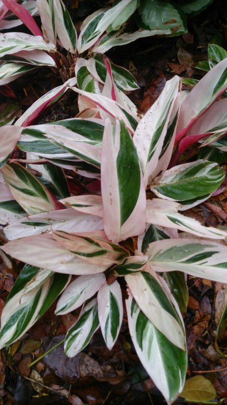 Ctenanthe setosa