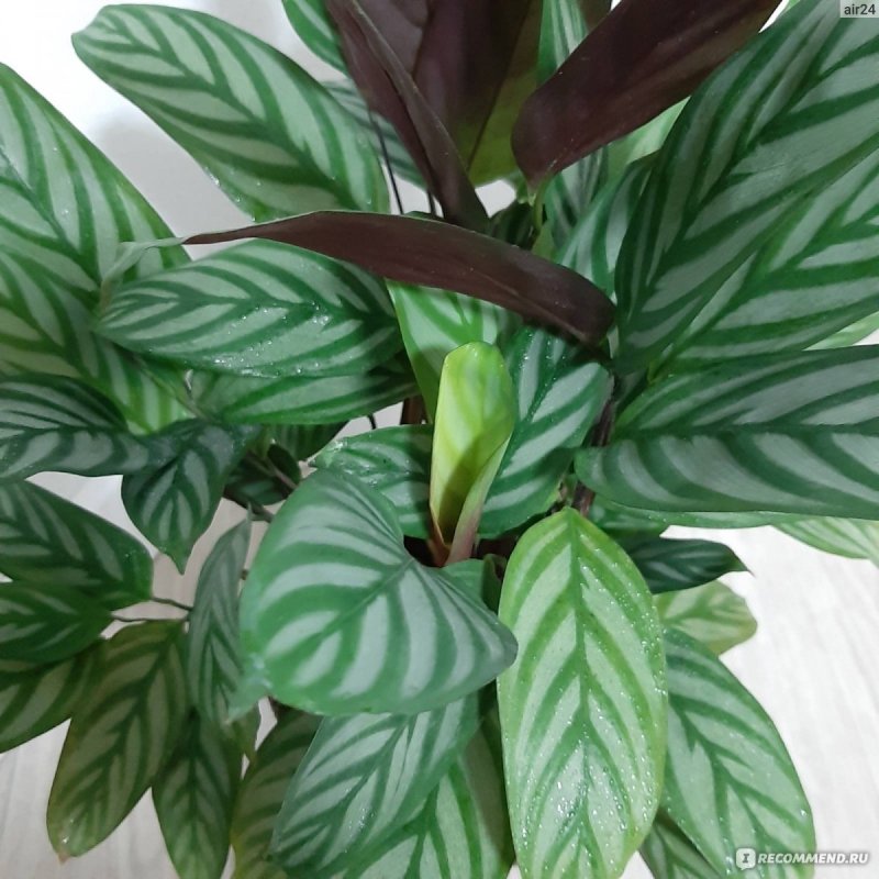 Калатея розеопикта Calathea roseopicta