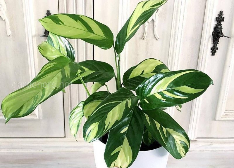 Ктенанта lubbersiana