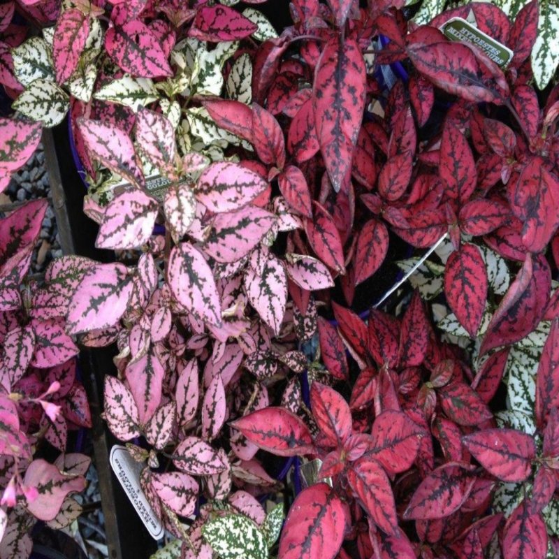 Hypoestes phyllostachya