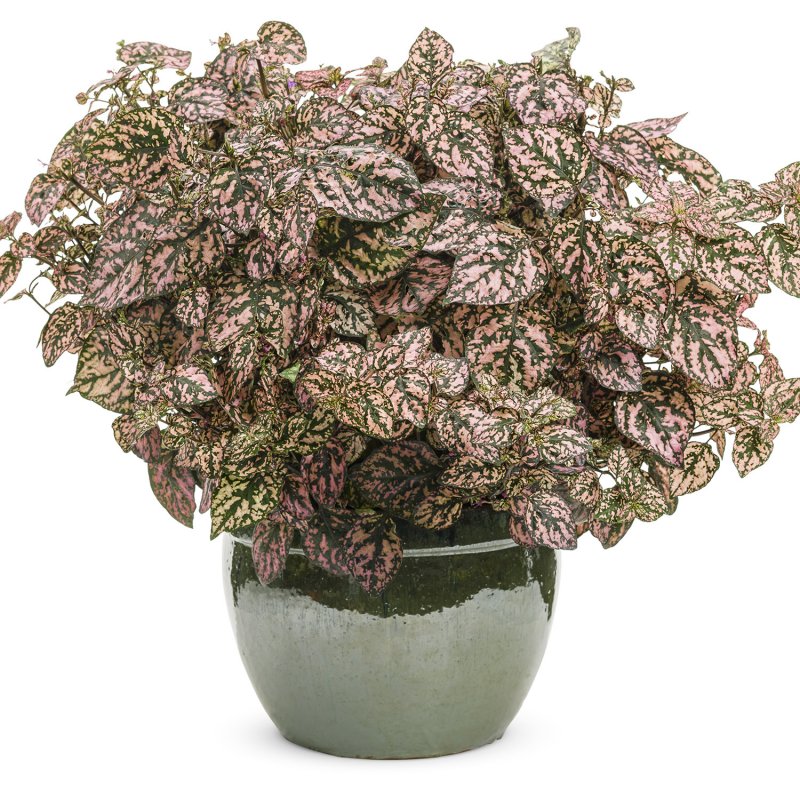 Hypoestes phyllostachya