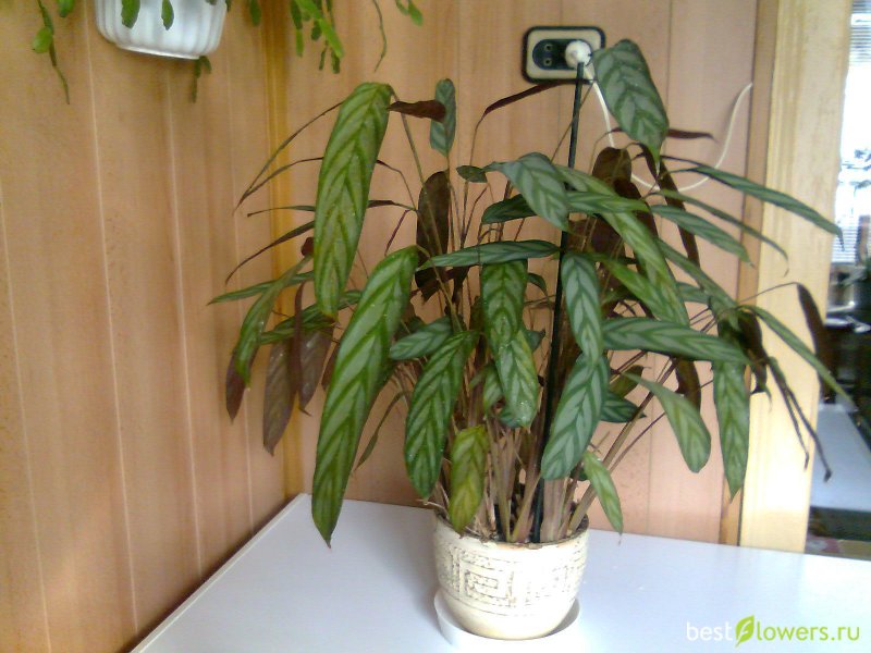 Ctenanthe lubbersiana