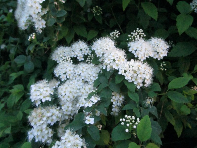 Спирея Королевская белая