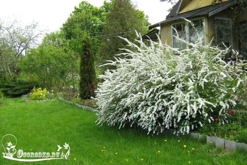 Спирея Билларда Spiraea billardii