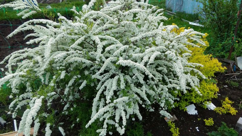 Невеста кустарник спирея