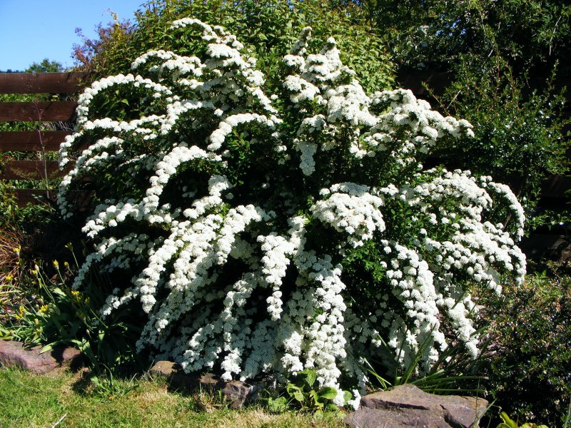 Спирея японская Руберима