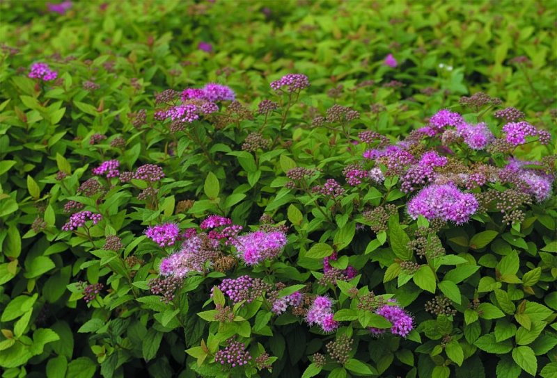 Спирея иволистная Spiraea salicifolia