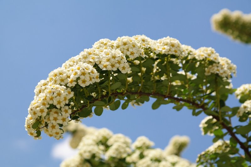 Спирея Бумальда Spiraea bumalda