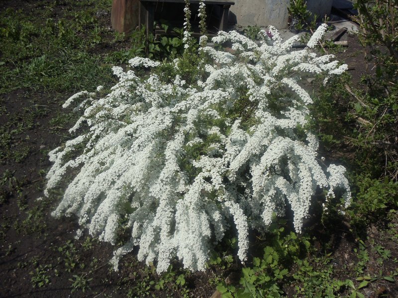 Spiraea japonica albiflora