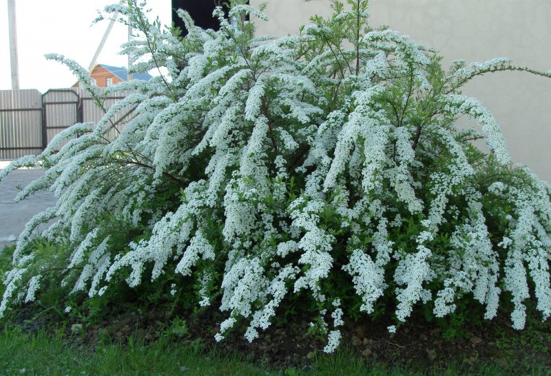 Спирея Альбифлора