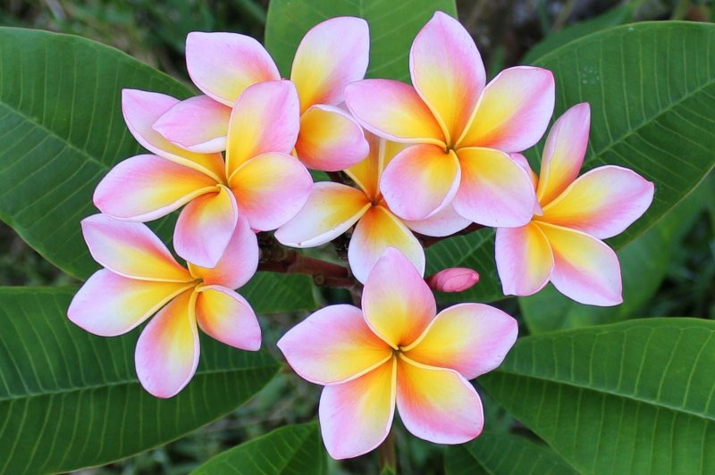 Плюмерия / Plumeria