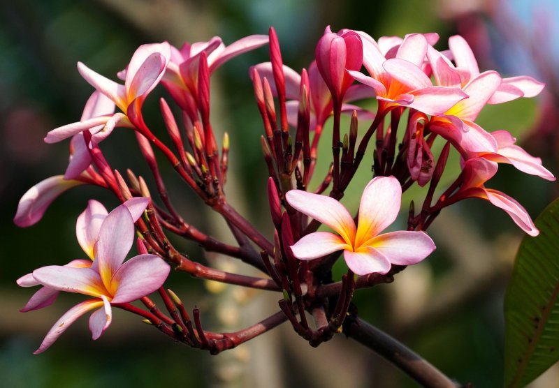 Frangipani карликовая