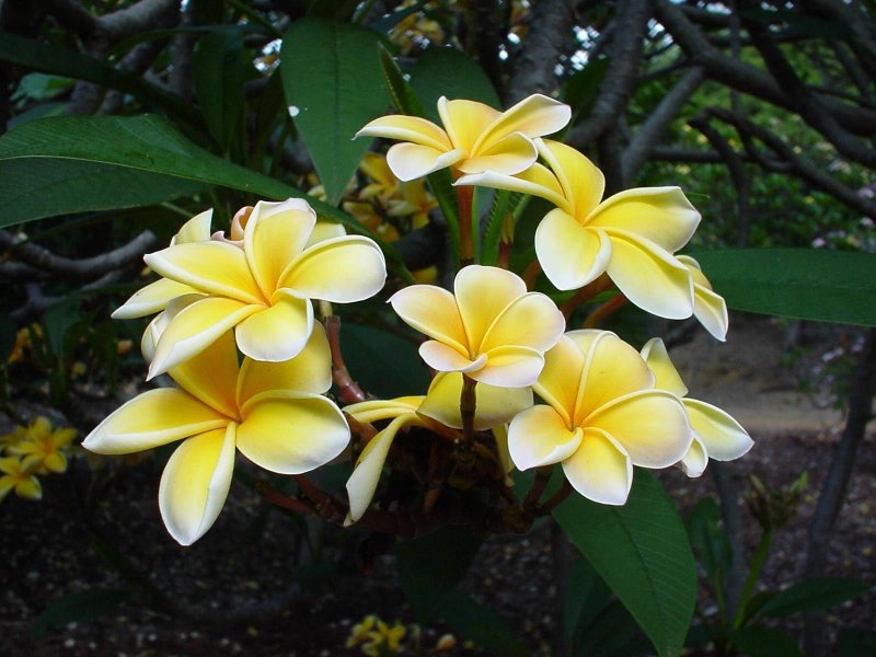 Жасмин Plumeria